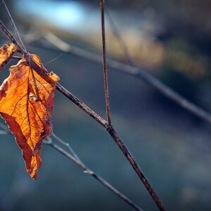 Herbst Natur Fotografie, Herbst Blatt Fotografie, Herbst Blatt Bild, Wohnzimmer Dekor, horizontale Wandkunst, Fine Art Natur Fotodruck