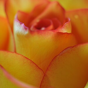 Orange Rose Flower Photograph, Close Up Floral Nature Photography, Orange & Yellow Rose Photo Print, Bedroom Wall Art