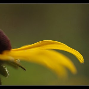 Puede incluir: Primer plano de un p&eacute;talo de flor amarillo con un centro marr&oacute;n oscuro. El p&eacute;talo est&aacute; curvado y tiene una textura suave y aterciopelada.