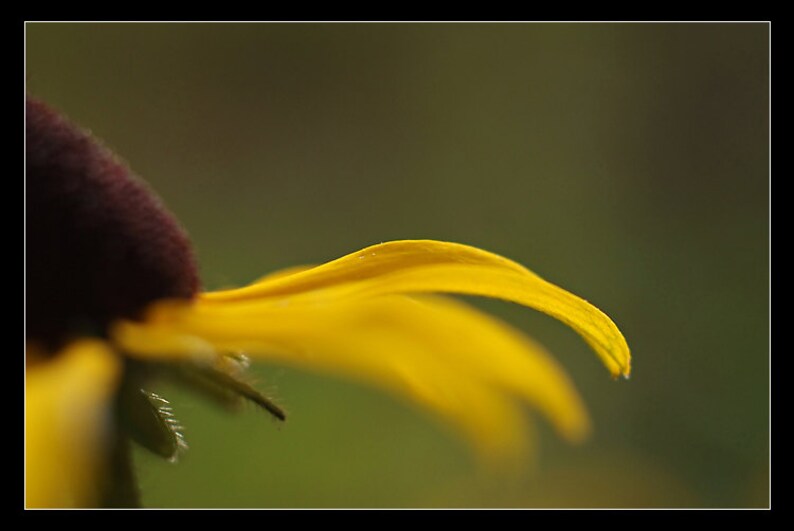 Puede incluir: Primer plano de un p&eacute;talo de flor amarillo con un centro marr&oacute;n oscuro. El p&eacute;talo est&aacute; curvado y tiene una textura suave y aterciopelada.