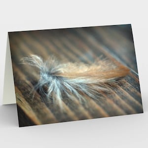 Carte photo de plume de moineau, ensemble de trois cartes de note blanche 5x7, carte de salutation de photographie de plume d’art fine