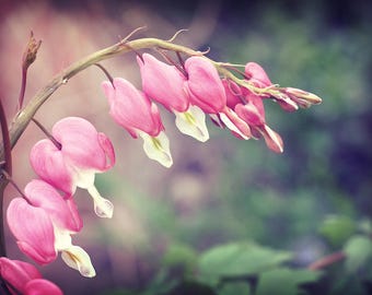 Flower Photograph, Pink Bleeding Hearts Photo, Botanical Wall Art, Spring Floral Photography, Fine Art Nature Print, Pink Flower Picture