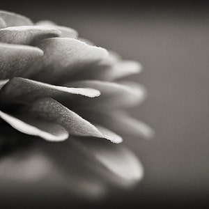 Black & White Flower Photography, Minimalist Zinnia Floral Photograph, Botanical Horizontal Wall Art, Fine Art Nature Photo Print