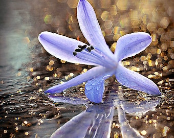 紫色の花の写真、花の写真、自然の写真のファインアートプリント、花好きへのギフト、花のアート、植物の花の写真プリント
