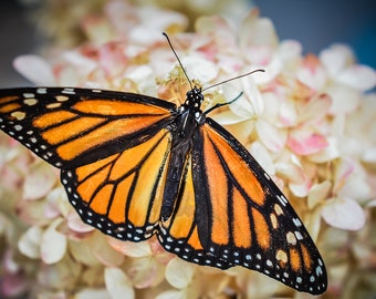 Butterfly Photography, Monarch Photograph, Living Room Decor, Hydrangea Photo, Nature Photograph