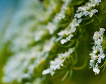 Queen Anne's Lace Flower Photo Print, Botanical Wall Art