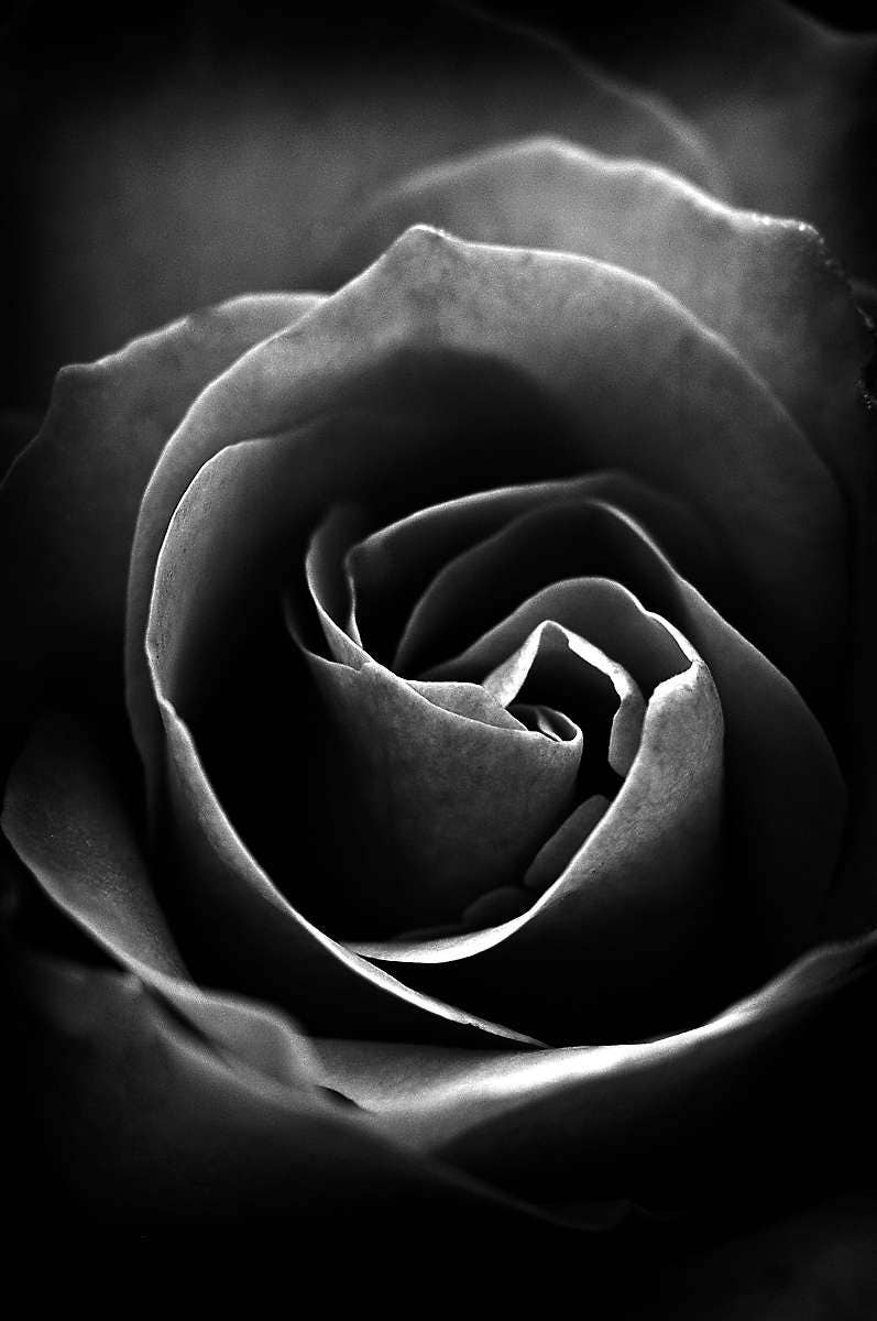モノクロの黒いバラの写真、ゴシックな花柄のウォールアートプリント