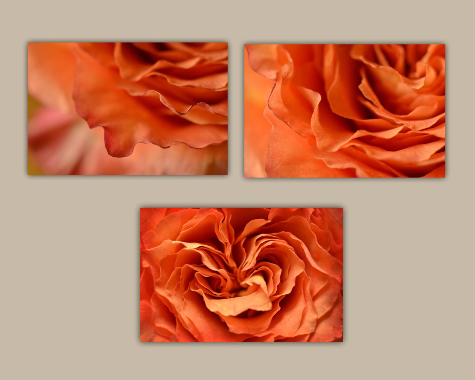 Abstract Rose Flower Photograph Three Print Set Orange Rose Etsy