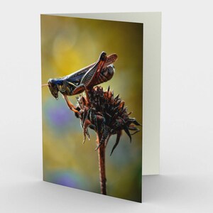 Carte photo Grasshopper, Ensemble de trois cartes de note vierge 5x7, carte de vœux Nature Blank, toutes les cartes Occasion