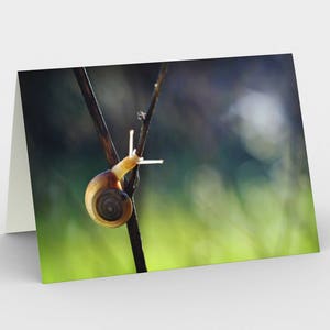 Carte photo d’escargot de jardin, ensemble de trois cartes blanches de note 5x7, carte d’art de photographie de la nature d’art d’art d’art