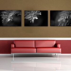 Black & White Fern Photograph, Fern Study Three Print Grouping, Three Photo Print, Nature Office Lobby Decor, Living Room Wall Art