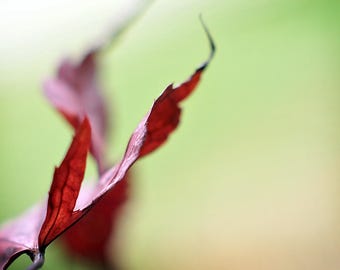 Autumn Leaf Photograph, Red Leaf Picture, Minimal Photo Print, Fine Art Nature Print, Leaf Photography