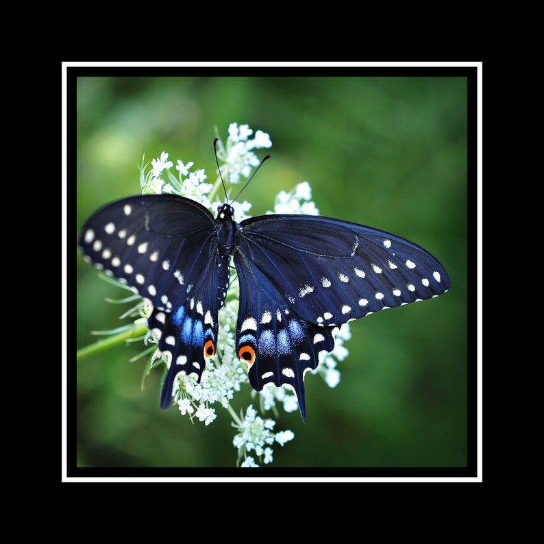 Butterfly Photograph, Black Swallowtail Butterfly Photo Print, Fine Art Nature Photography, Square Living Room Art, Butterfly Home Decor image 3