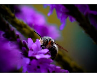 Bumble Bee on Purple Flowers Photograph, Insect and Floral Photography, Fine Art Nature Photo Print