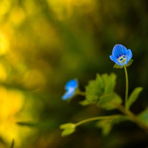 Tiny Blue Flower Photograph, Floral Nature Photograph Botanical Flower Photo Print Bedroom Living Room Office Lobby Wall Decor
