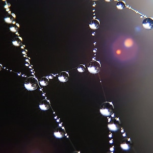 Purple Water Drop Macro Photograph, Spider Web Photography, Dew Drop CobWeb Photo Print, Art Lovers Gift, Bedroom Office Lobby Wall Decor