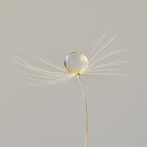 Dandelion Photograph, Water Drop Macro Photography, Minimal White Still Life Fine Art Photo Print Living Room Office Wall Decor