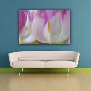 Pink and White Tulip Photograph Flower Photography Fine Art Close Up Nature Photo Print, Floral Office Lobby Decor Living Room Wall Art