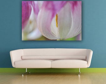 Pink and White Tulip Photograph Flower Photography Fine Art Close Up Nature Photo Print, Floral Office Lobby Decor Living Room Wall Art