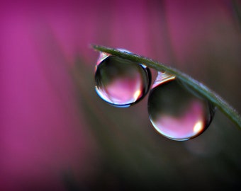 Pink Water Drop Macro Photograph, Twin Dew Drop Photography, Magenta Fine Art Still Life Photo Print, Living Room Wall Art, Bathroom Decor