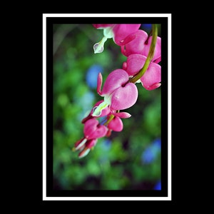 Flower Photograph, Pink Bleeding Hearts Photo Print, Botanical Vertical Wall Art Home Decor, Spring Floral Photography Fine Art Nature Print image 2