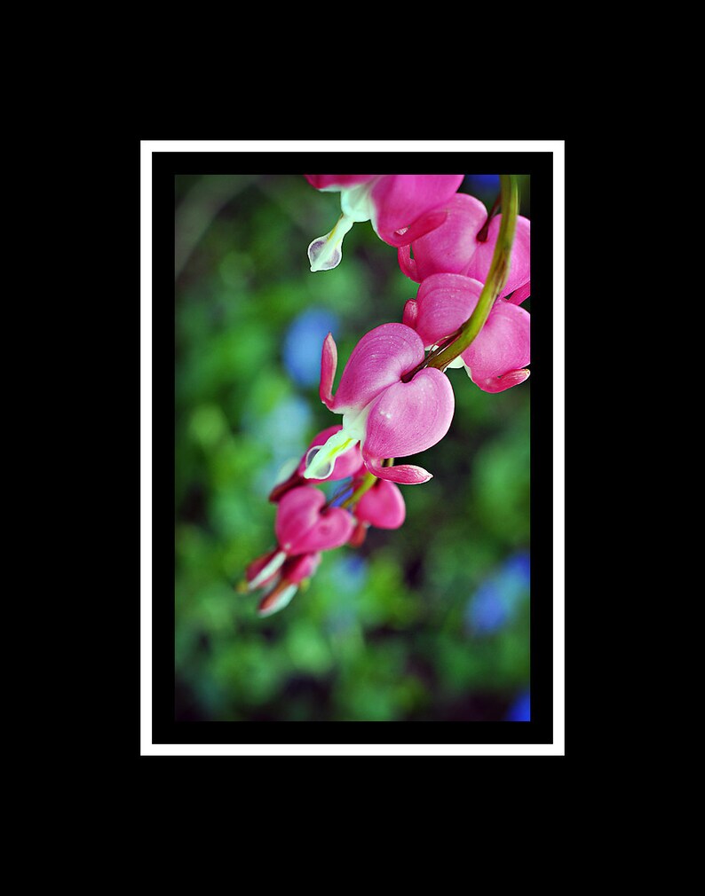 Flower Photograph, Pink Bleeding Hearts Photo Print, Botanical Vertical Wall Art Home Decor, Spring Floral Photography Fine Art Nature Print image 2