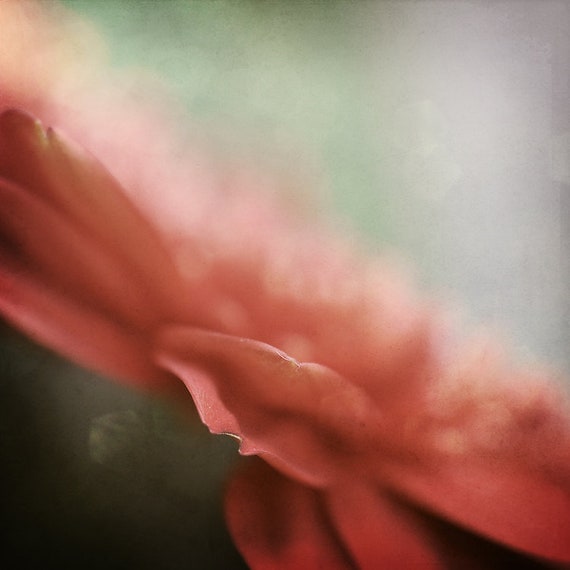 Coral Pink Flower Photography Canvas Print, Ready to Hang Floral Square 20x20 Gallery Wrap Canvas Limited Edition Signed Wall Art