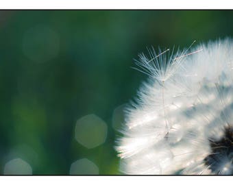 Dandelion Puff Photograph, Flower Photography, Dandelion Photo Print, Fine Art Floral Lovers Gift, Nature Art, Nature Living Room Wall Decor