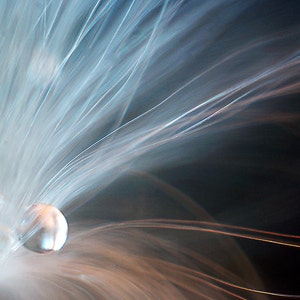 Wasser Tropfen Makro Fotografie, Wispy Dew Drop Horizontal Home Decor Wandkunst, ätherische Fotodruck, Fine Art Milkweed Samen Fotografie