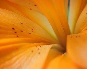 Orange Tiger Lily Flower Photography, Close Up Macro Floral Photo Print, Fine Art Nature Photograph, Flower Lovers Gift, Bedroom Wall Decor