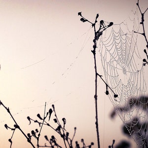 Spider Web Photography, Nature Photo Print, Purple Tone Cob Web Picture, Lavender Dew Drop Cob Web Home Decor, Horizontal Wall Art