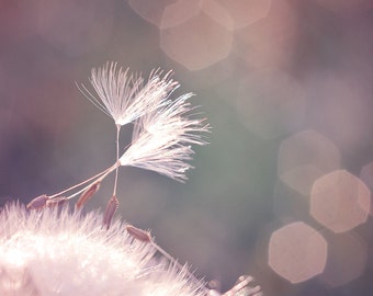 Dandelion Macro Photograph, Pastel Pink Photo Print, Wishing Seed Picture, Ethereal Dreamy Photography