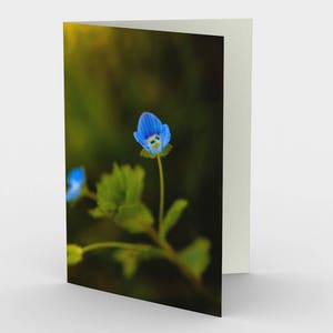 Cartes photo Tiny Blue Flowers, ensemble de trois cartes de note 5x7 à blanc floral, carte d’art de photographie fine d’art