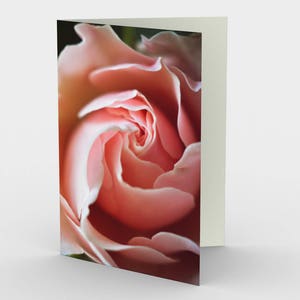 Rosa Rose Karte, leere Note Karten, Natur-Hinweis-Karten, Grußkarten, drei Notizkarten, 5 x 7 Karten, Natur leere Karte, alle Gelegenheit Karten