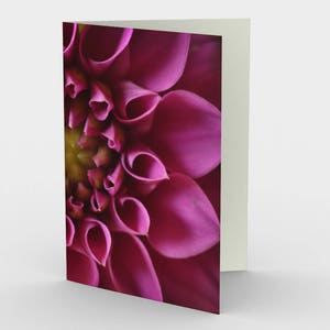 Pink Dahlia Flower Close Up Macro Photo Fine Art 5x7 Cartes de note blanche, carte de vœux floral, trois cartes de note, Nature All Occasion Cards