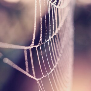 May include: A close-up of a spider's web covered in dewdrops. The web is a delicate, intricate pattern of threads, and the dewdrops sparkle in the sunlight.