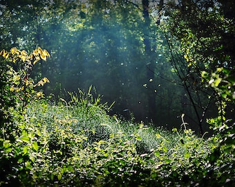 Fine Art Thicket Landscape Photograph, Ethereal Woodland Photo Print, Sun Rays and Sunbeams Nature Photography