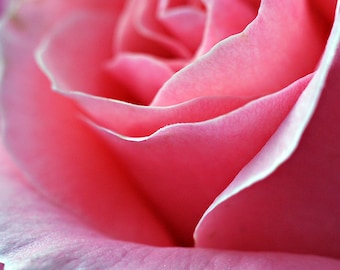 Close Up Pink Rose Flower Photograph, Fine Art Flower Petal Photography, Pink Floral Square Photo Print