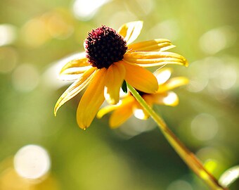 Yellow Flower Photograph, Summer Black Eyed Susan Wild-Flower Photography, Vertical Wall Art, Floral Botanical Fine Art Nature Photo Print