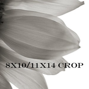 May include: A close-up of a black and white photograph of a sunflower. The petals are soft and delicate, with a subtle texture. The image is cropped to show only the petals, with the center of the flower out of frame.