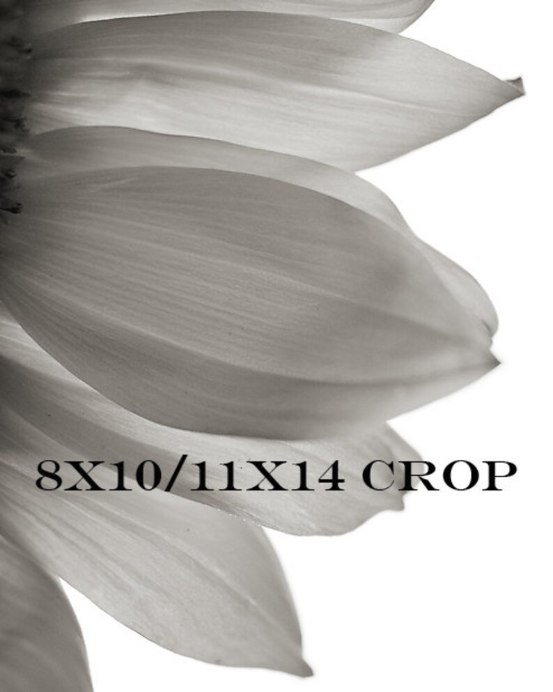May include: A close-up of a black and white photograph of a sunflower. The petals are soft and delicate, with a subtle texture. The image is cropped to show only the petals, with the center of the flower out of frame.