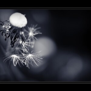 Dandelion Seed Photograph, Botanical Photography, Close Up Nature Photo Print, Art Lovers Gift Bedroom Living Room Office Lobby Wall Decor image 3