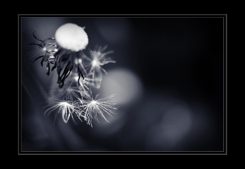 Dandelion Seed Photograph, Botanical Photography, Close Up Nature Photo Print, Art Lovers Gift Bedroom Living Room Office Lobby Wall Decor image 3