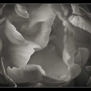May include: A close-up black and white photograph of a flower, showing the delicate texture of the petals.