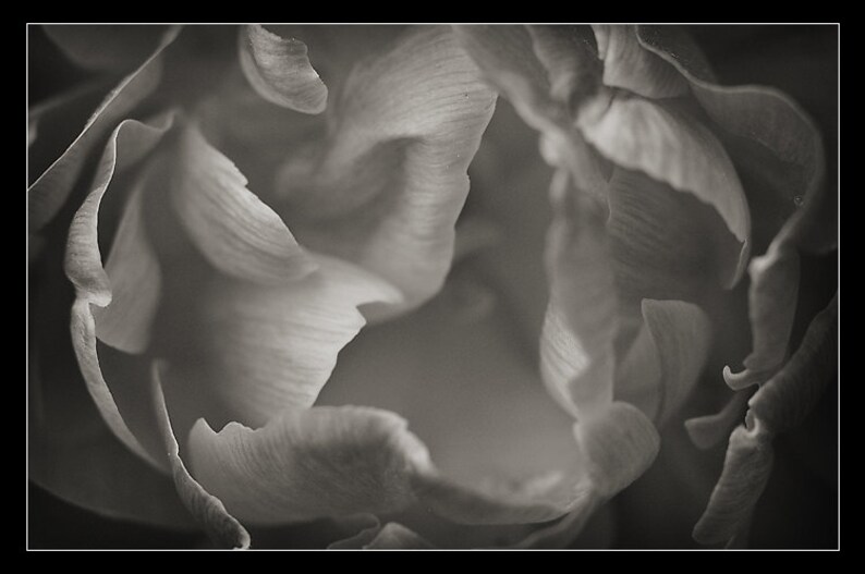 May include: A close-up black and white photograph of a flower, showing the delicate texture of the petals.