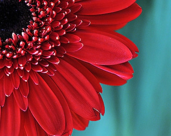 Red Gerber Daisy flor fotografía, Aqua Teal rojo bellas artes fotografía floral, decoración de la sala de estar de la naturaleza botánica, Gerber Daisy impresión de fotos