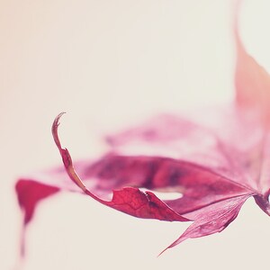 Pastel Pink Autumn Leaf Photograph, Minimal Autumn Nature Photo Print, Minimalist Home Decor, Fine Art Nature Print, Leaf Photography