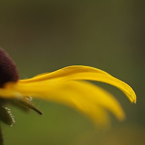 Puede incluir: Primer plano de una flor amarilla con un centro marr&oacute;n oscuro. Los p&eacute;talos de la flor son suaves y delicados, con una ligera curva.