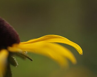 Black Eyed Susan Photograph, Yellow Flower Close Up, Fine Art Print