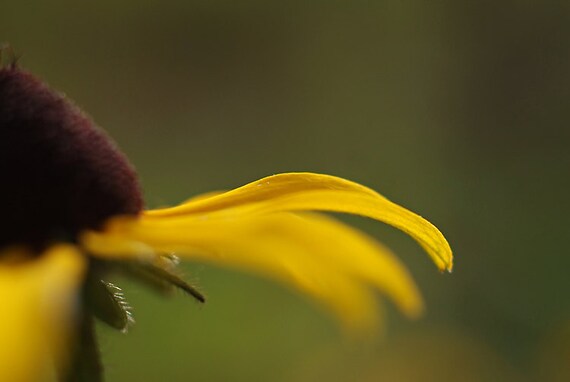 Black Eyed Susan Photograph, Yellow Flower Close Up, Fine Art Print
